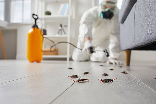 Post-Treatment Bed Bug Interceptor Monitoring in Granbury